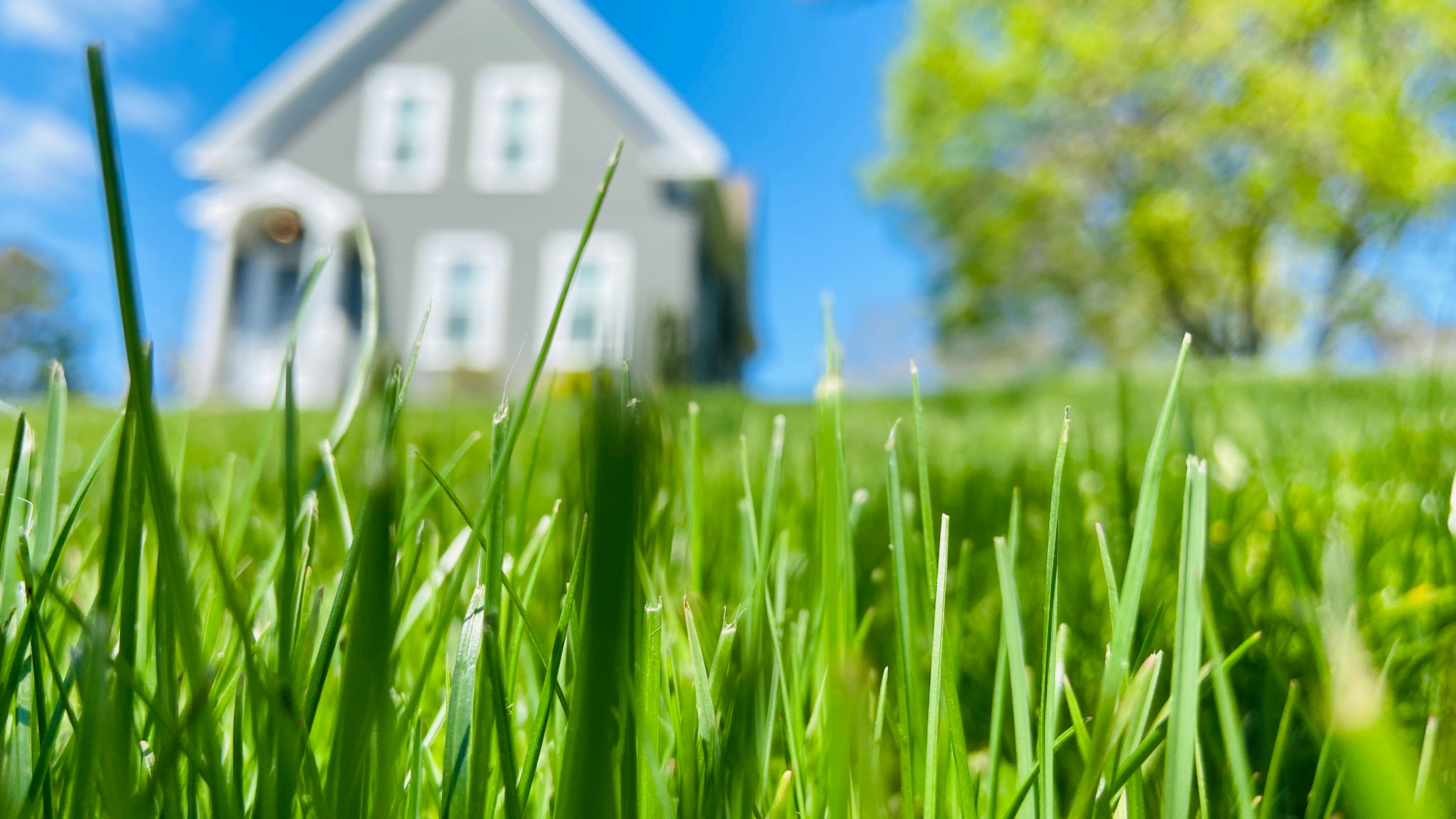 Lawn with house